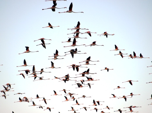 Flamencos en Membrilla