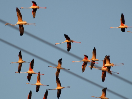 Flamencos en Membrilla