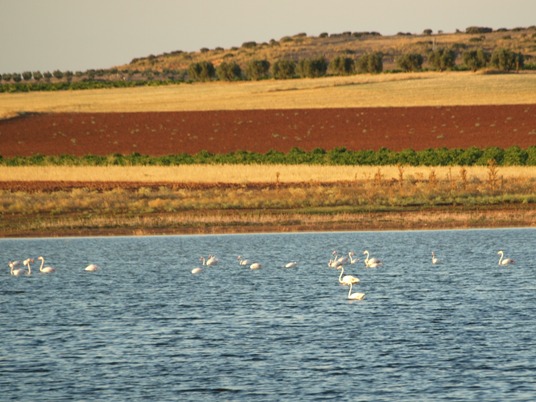 Flamencos en Membrilla