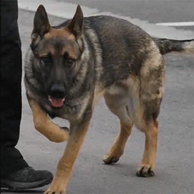 Exhibición canina