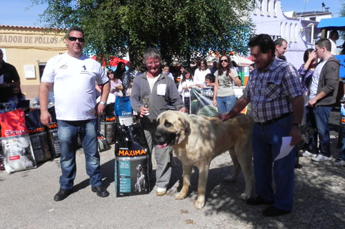  ¡Pa chulo... mi chucho!, el primer concurso canino en Membrilla