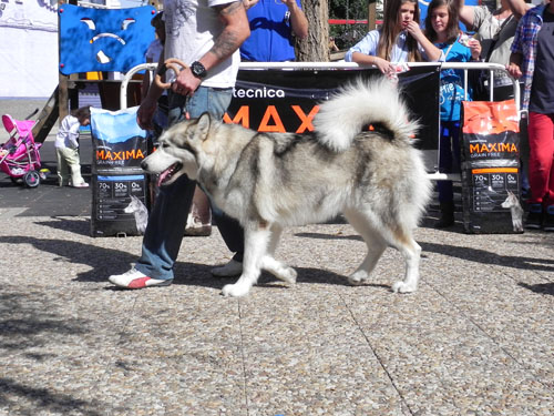  ¡Pa chulo... mi chucho!, el primer concurso canino en Membrilla