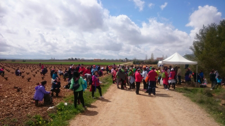 Parroquia de Santiago el Mayor de Membrilla: 270 peregrinos de la Misericordia caminan hasta Valdepeñas