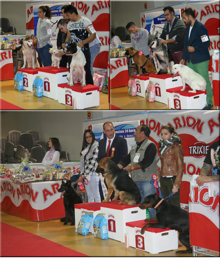 La dálmata Siecitas de Cliveal, Best in Show en el II Concurso Nacional Canino de Membrilla 