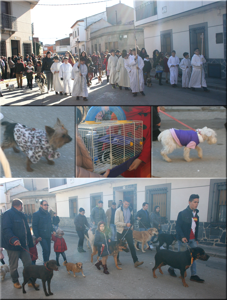 La imagen de San Antón preside la bendición de los animales en Membrilla frente al templo parroquial