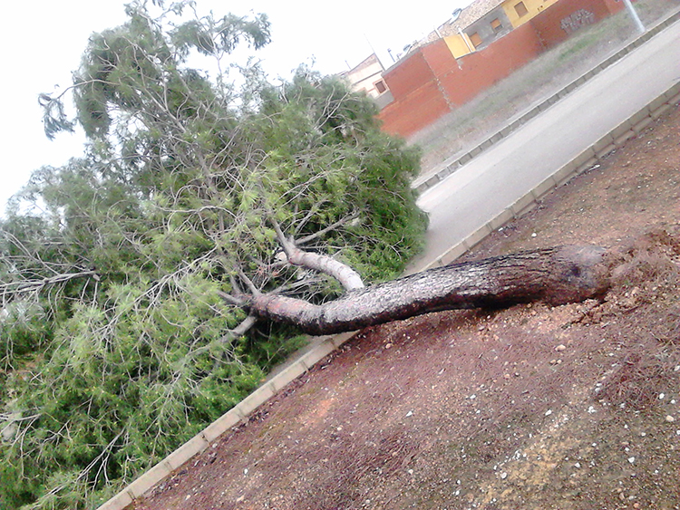 Continua la alerta por viento tras las fuertes rachas de la noche del lunes en Membrilla