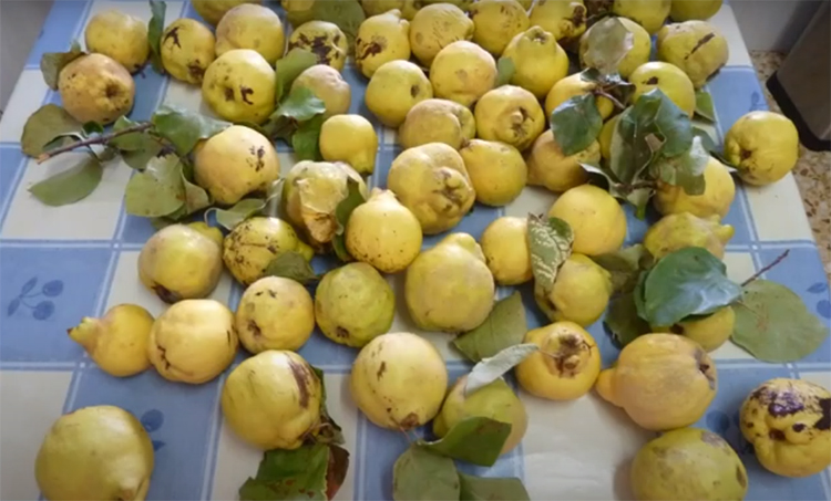 María Jesús Menchén nos invita a preparar un dulce alternativo para el otoño: mermelada de membrillo