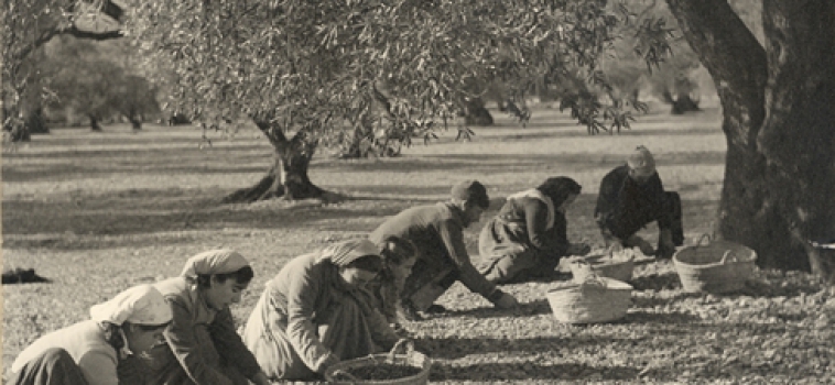 MAPAMA. 1952. Foto de Eudaldo Pedrola.