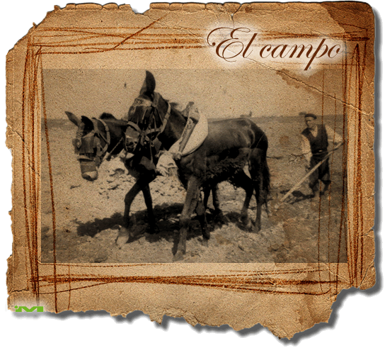 El campo